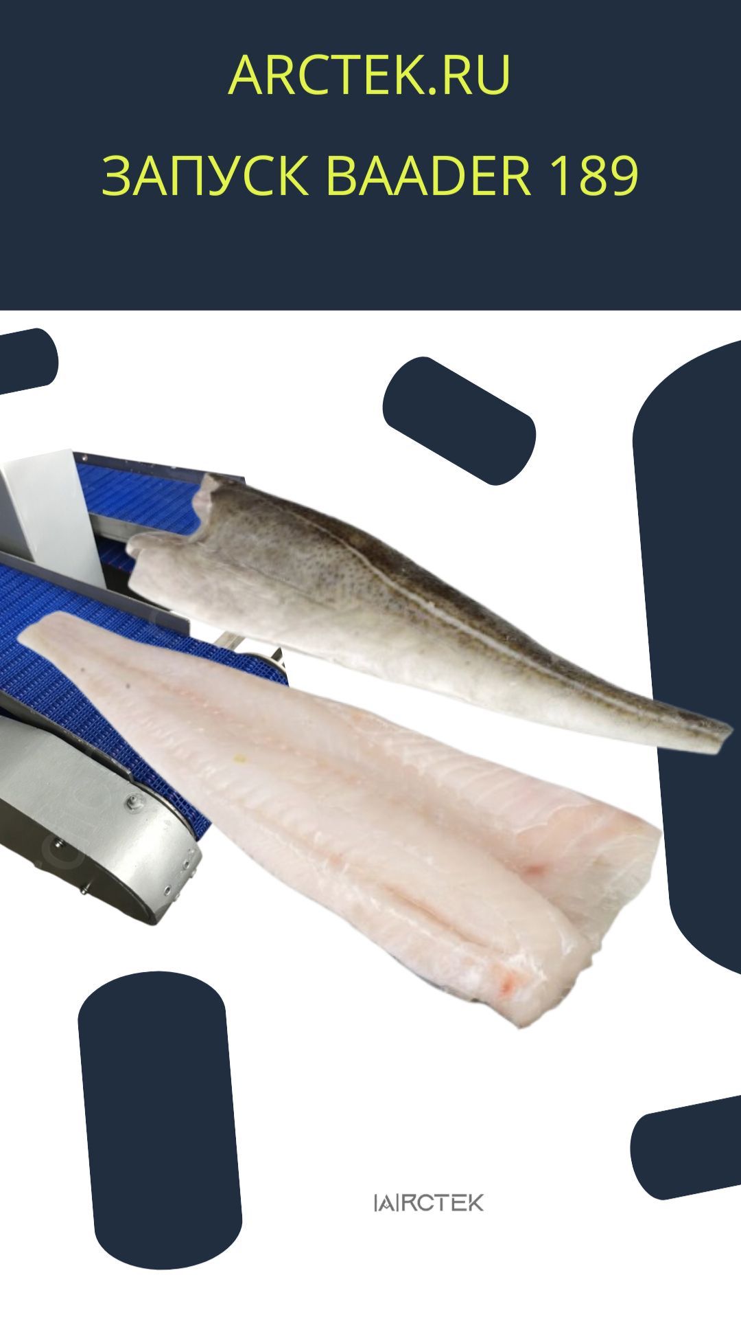 Разделка трески на филе на Baader 189