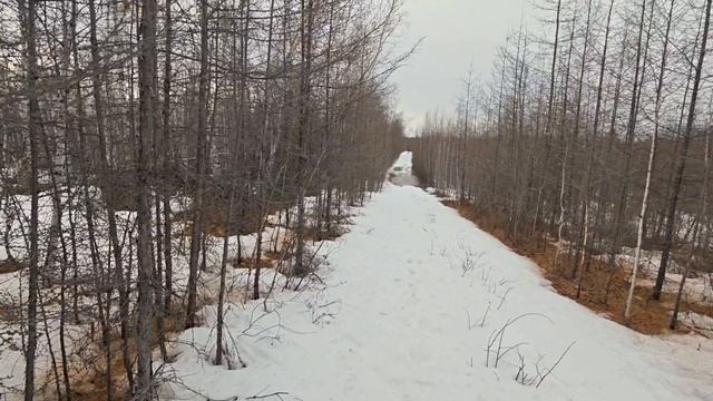 Сааскы ойуур. Муус устар 29 күнэ 2026 сыл. Иэдээн булумньу.