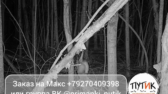 Приманка на соболя и куницу 