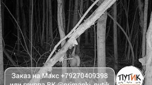 Приманка на соболя и куницу «Путик-Борть». Работа на фотоловушку