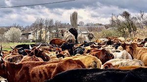 ЗЕБУ НАОТРЕЗ ОТКАЗАЛИСЬ ИДТИ через мост и пошли в брод через канаву, ПОЯВИЛИСЬ СЛОЖНОСТИ!