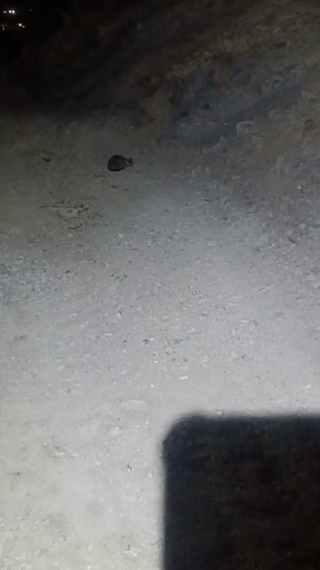 Ловля ставриды с берега. 30.04.26.