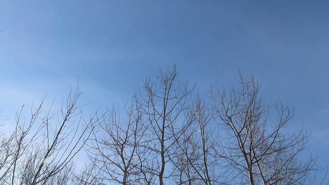 Зарянка, сорока и дрозд рябинник в Межстоличьи
