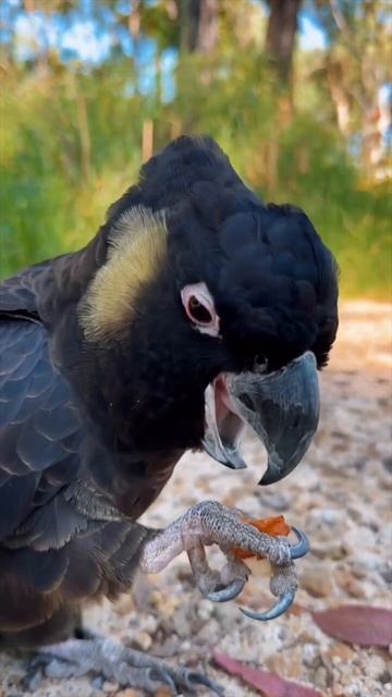 Черные какаду Австралии