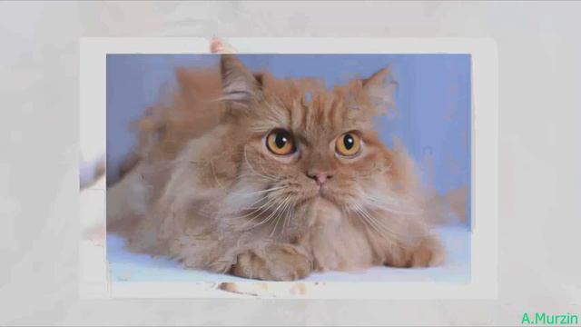 Vasim - Vacuum Planet