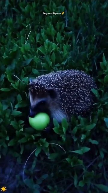 встреча милый ёжик радостьдня моиэмоции событиедня 28апреля2026год солнечный саратов вреко