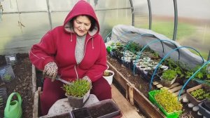 Парник, рассада, теплица, рассада... 30. 04.26 г. / Рассадила Алиссум/ Перевалила Лобелию/