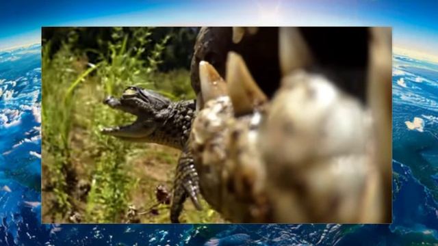 Безумная биология Морского крокодила