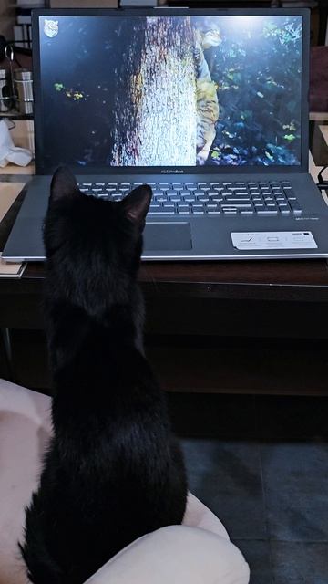 Кошка смотрит триллер