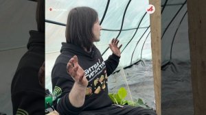 Тыквы весом в тонну. На ВДНХ посадили овощи-гиганты