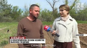 Леса на западе Крыма становятся больше. Как здесь создают новые зелёные зоны?