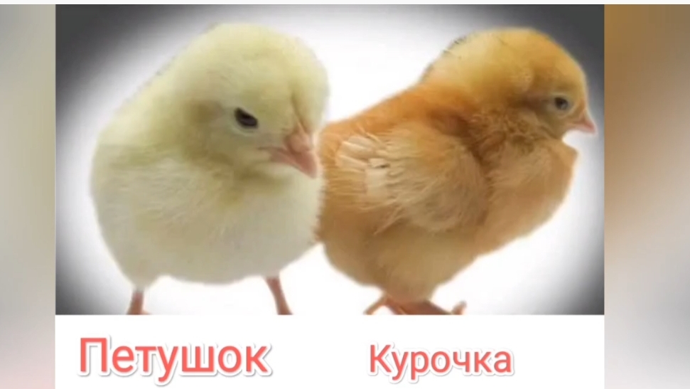 Как отличить курочку от петушка. ЛОМАН БРАУН