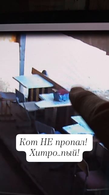 кот нашёлся!