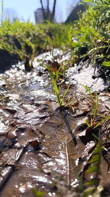 Солнечный ручеек.