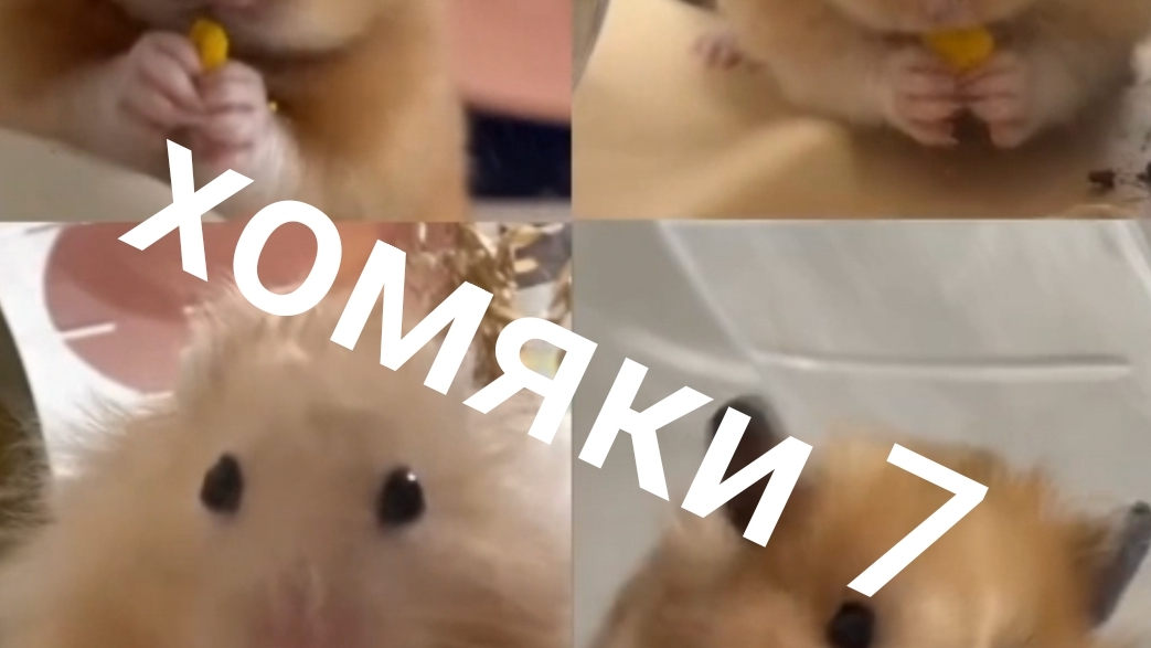 хомяки 7