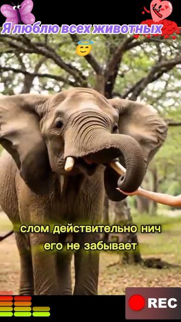 Животные приколы и не только😅