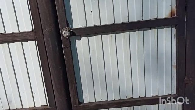 Как долго цветет орхидея.Архив