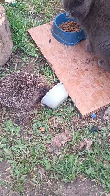 Новый член семьи 😁