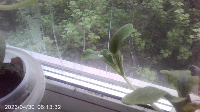 Обзор рассады кабачков сорта 