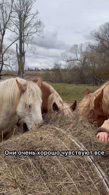 Лошади лучше психолога знают