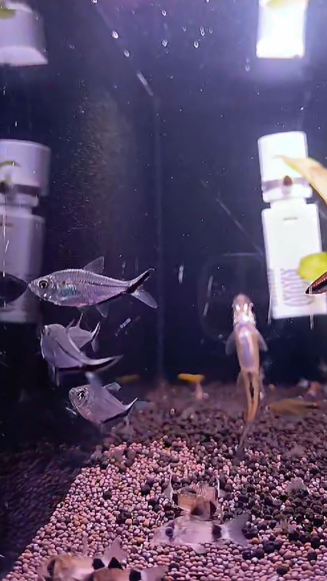 Тетра коста (Moenkhausia Costae) — пресноводная лучепёрая рыбка из семейства Харациновые.