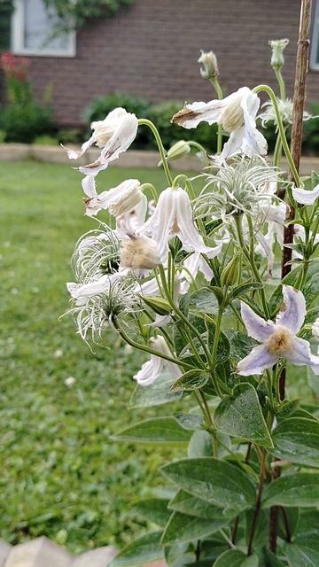 #Клематис цельнолистный Хакури в нашем саду 2026