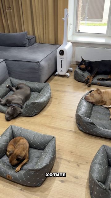 Ваша собака загадила весь дом? Нет ни одного чистого угла? Мы вам поможем!