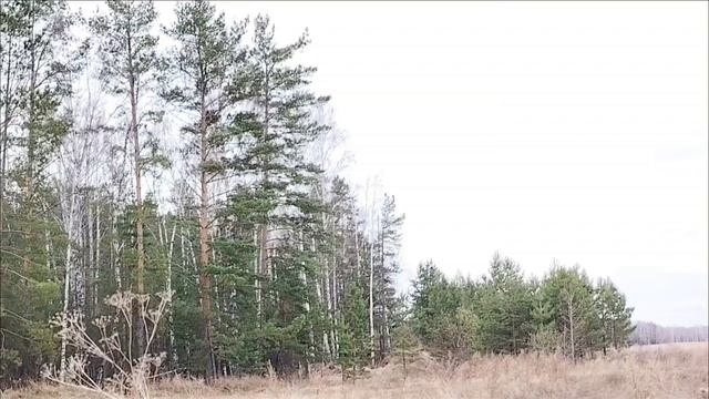 Утро в лесу