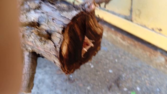 ОСТЕРЕГАЙТЕСЬ ИЗОЩРЁННЫХ САДИСТОВ