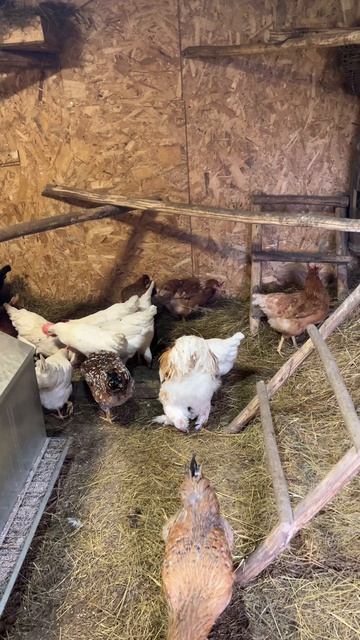 Новости из курятника #куры #яйцо #петух #новости_из_курятника.