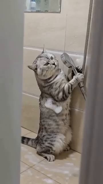 Кот заметил, что его тайно снимают 🤣