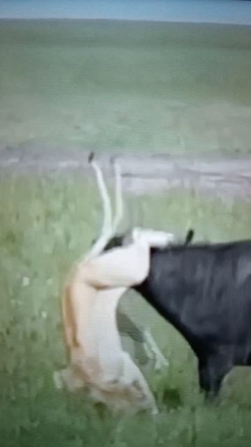 Буйвол сражается со Львицами😯#Shorts