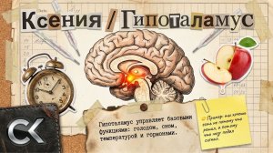 Ксения - Тема: Гипоталамус #Спикеркафе