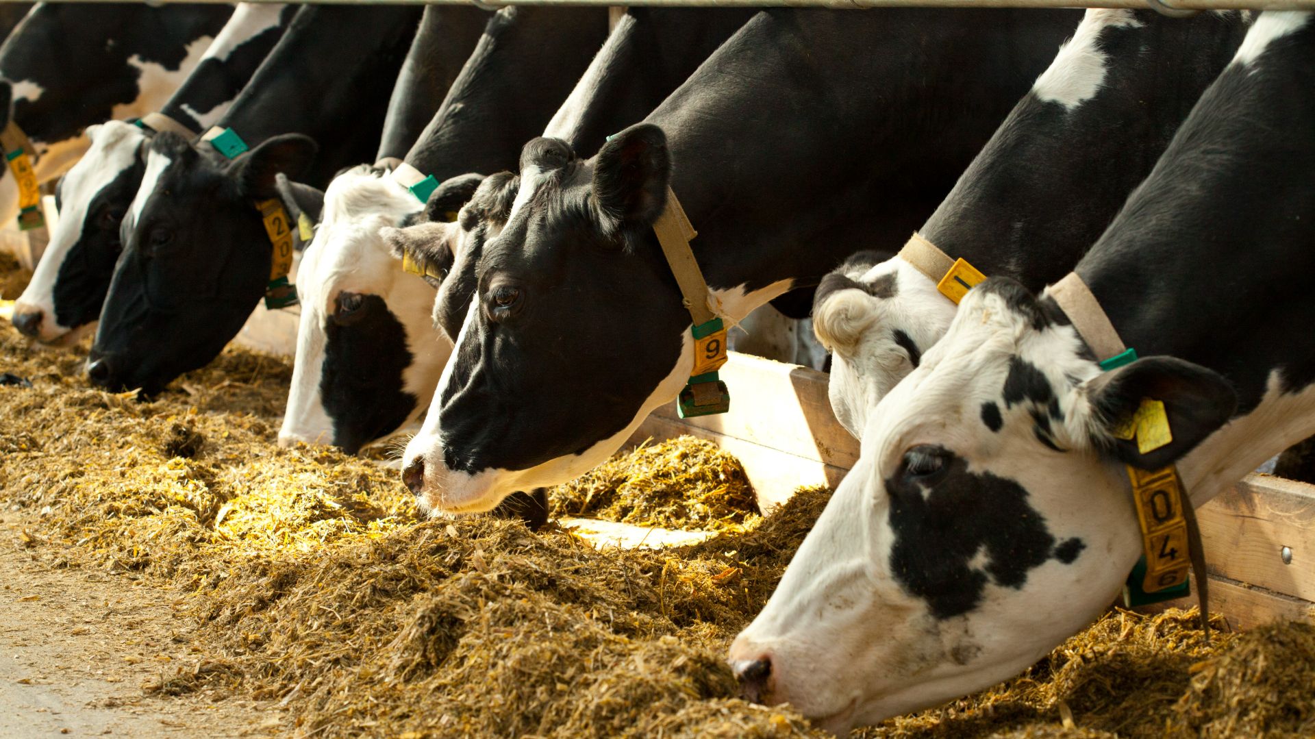 Залесский фермер