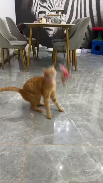 Видео: Lalaicat