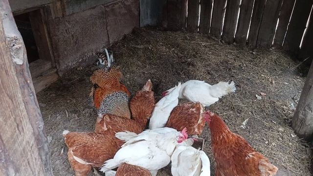 Куры-несушки несутся благодаря витаминам Вечерний сбор яиц