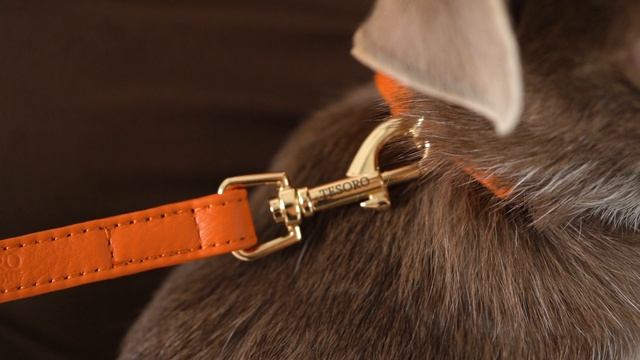 Комплект амуниции для питомцев