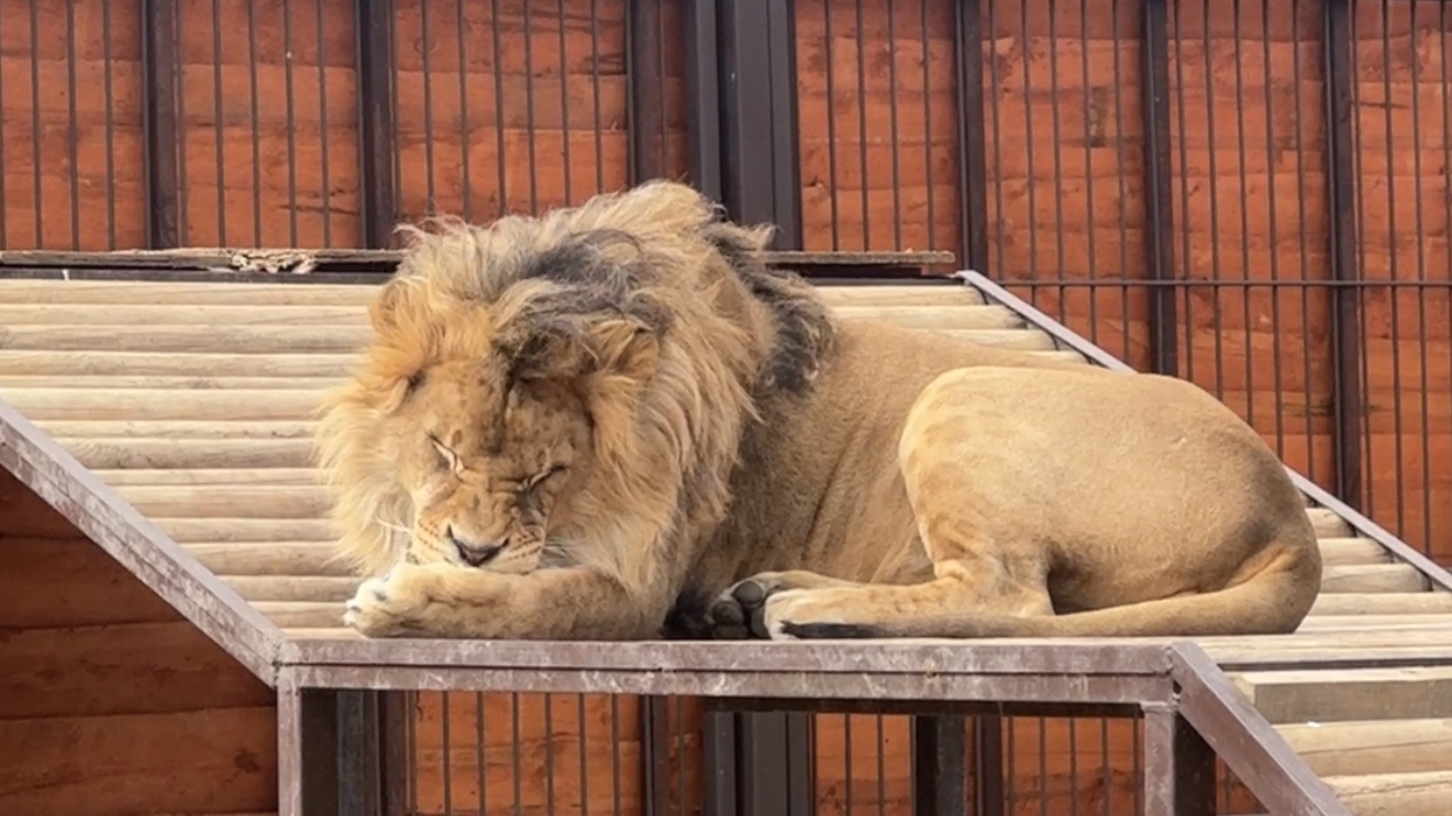 Немного из жизни тигрятника