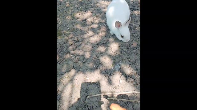 Мы поехали в кроличью нору!