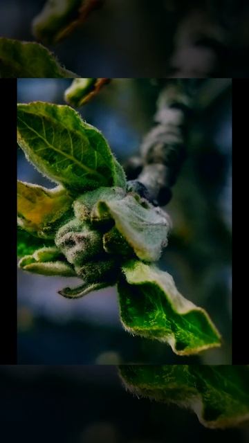 Утренняя прогулка ( 30 апреля)