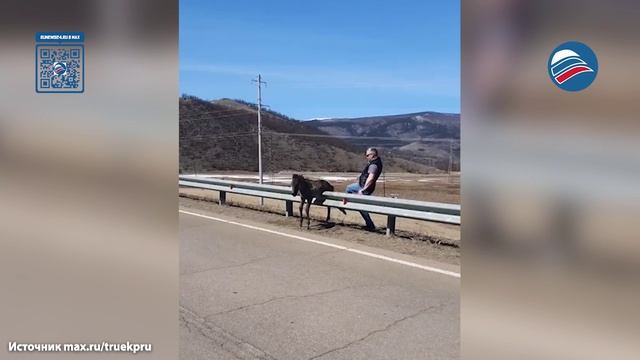 Неравнодушные туристы спасли жеребёнка застрявшего на сибирской трассе