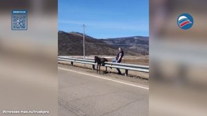 Неравнодушные туристы спасли жеребёнка, застрявшего на сибирской трассе