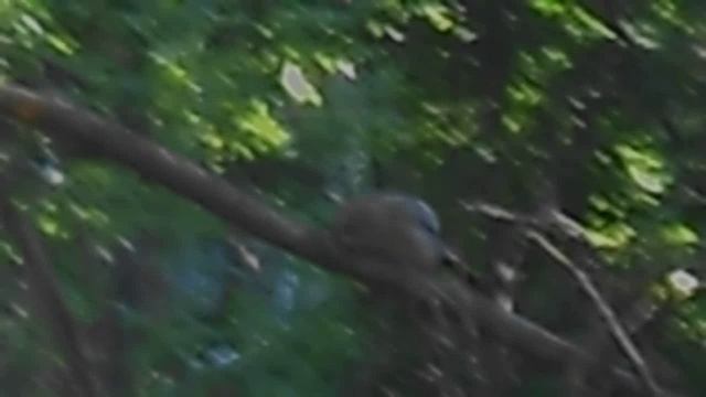 Сойка на ветке 35458445. DSCN5607