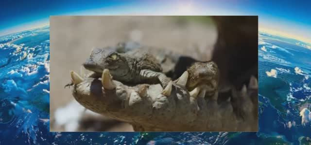 Безумная биология Морского крокодила