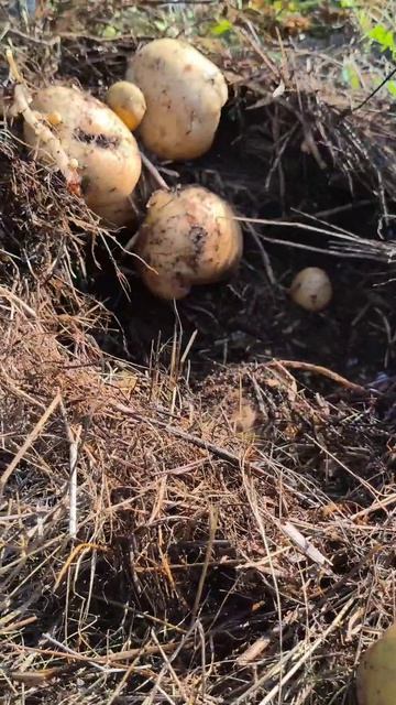 Мыши в огороде