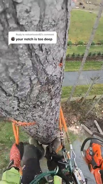 Специалист по уходу за деревьями удаляет дерево в труднодоступном месте