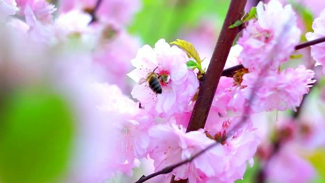 Природа оживает после дождя.