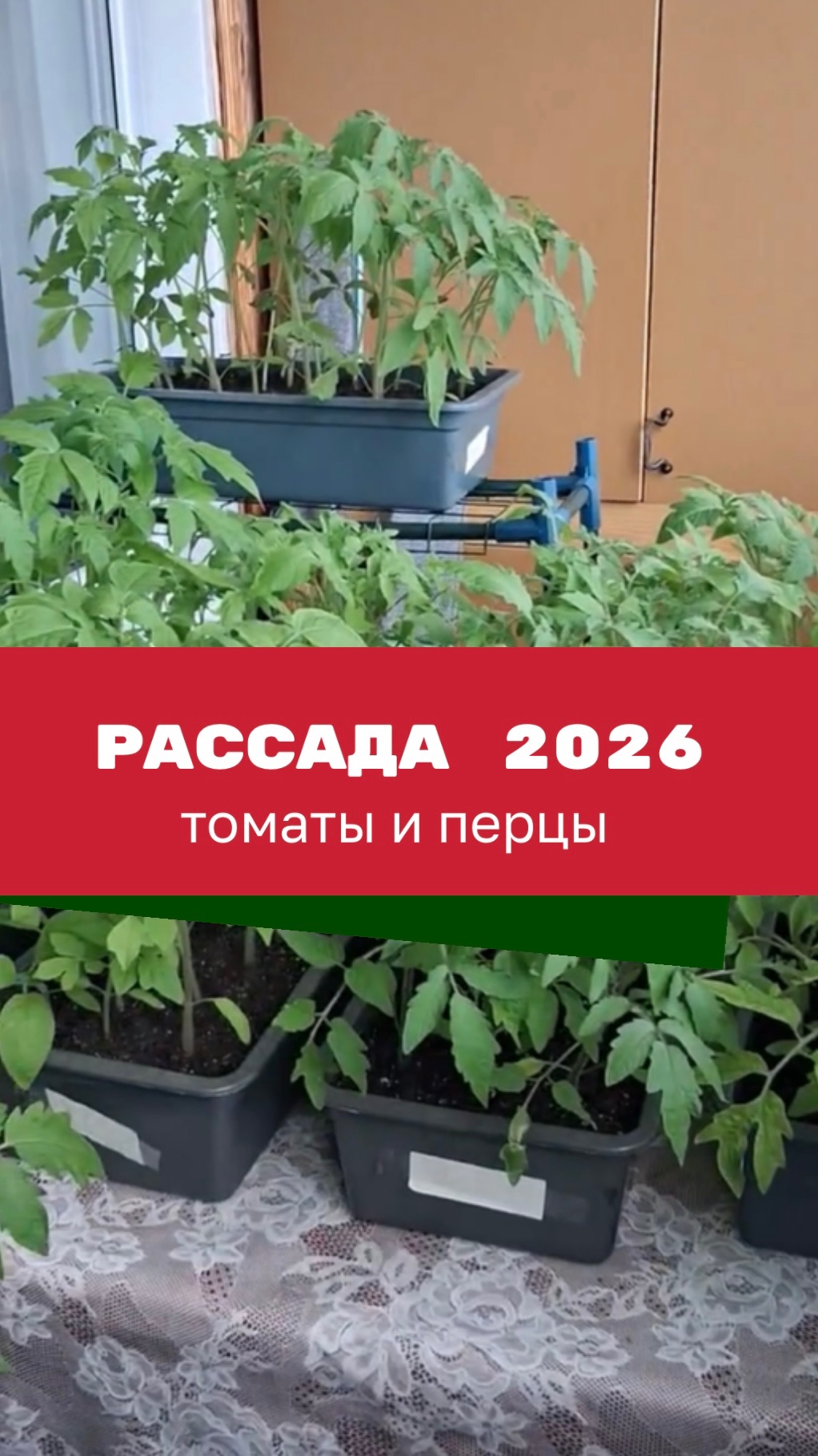 Рассада томатов и перцев 2026