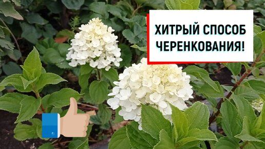 #черенкование ХИТРЫЙ СПОСОБ ЧЕРЕНКОВАНИЯ!#гортензия#какчеренковатьгортензию#легкийспособчеренковани
