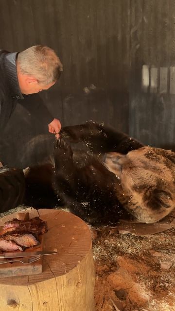 30-04-2026 Медведь Том